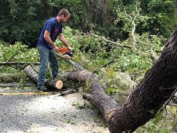 How Our Tree Care Process Works  in  Loxahatchee Groves, FL